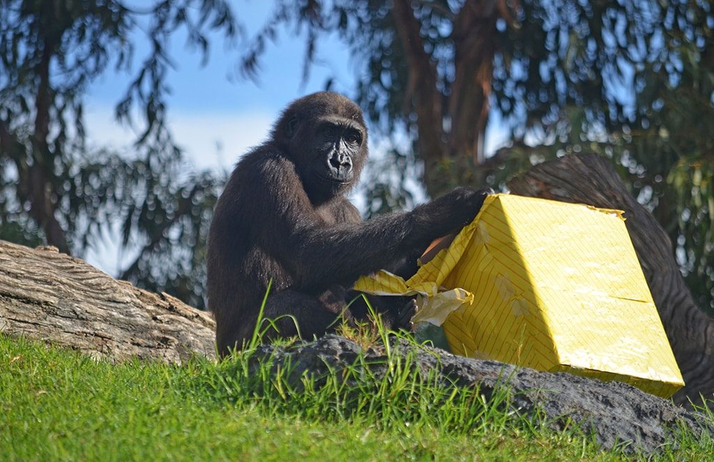 Ebo, el primer gorila nacido en Valencia, celebra su 6º cumpleaños en BIOPARC