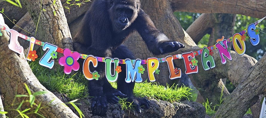 Ebo, el primer gorila nacido en Valencia, celebra su 6º cumpleaños en BIOPARC