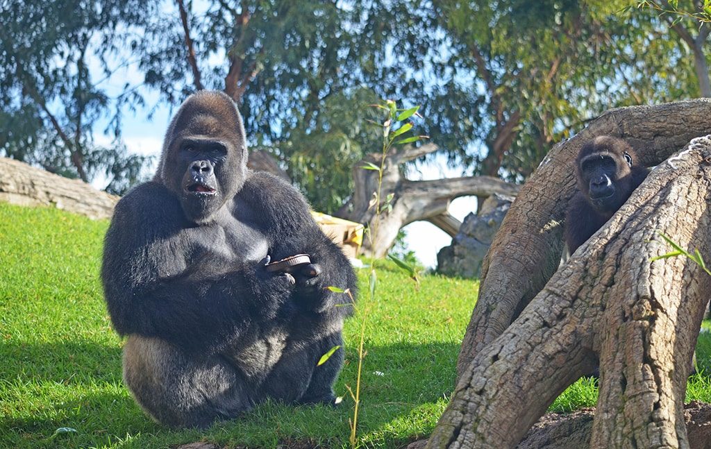 Gorilas - Ebo junto a su padre Mambie - BIOPARC Valencia
