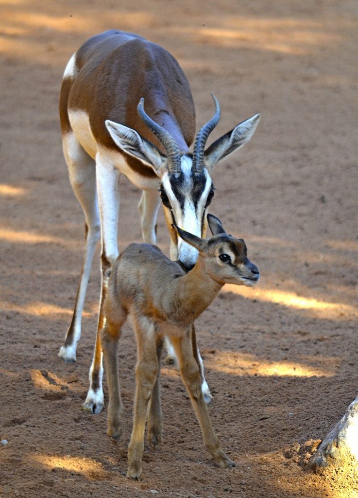 Nace en BIOPARC Valencia la 10ª gacela Mhorr, especie extinta en la naturaleza