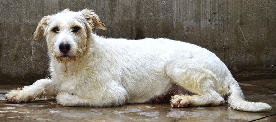 El desfile para adoptar perros abandonados de A.U.P.A y BIOPARC será el domingo 16 de diciembre
