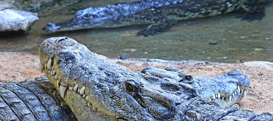 BIOPARC Valencia recibe tres cocodrilos del Nilo