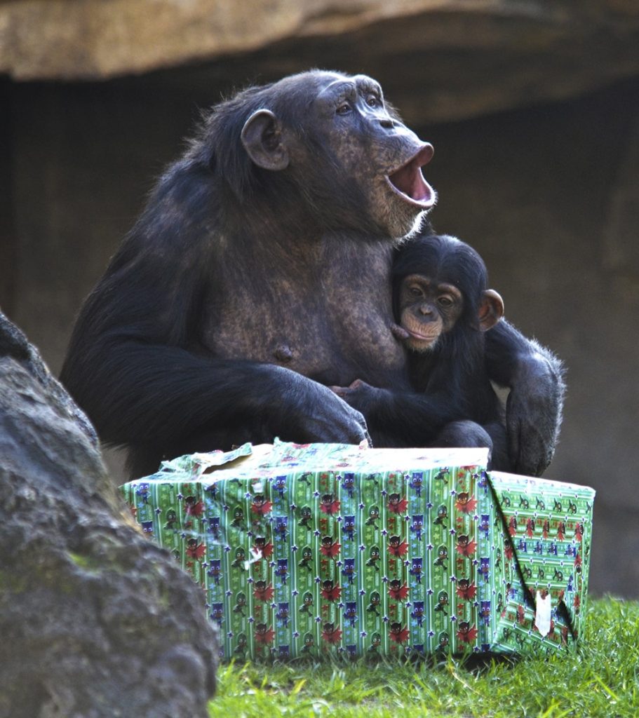 Chimpancés recibiendo los regalos de Papá Noel - Navidad 2018
