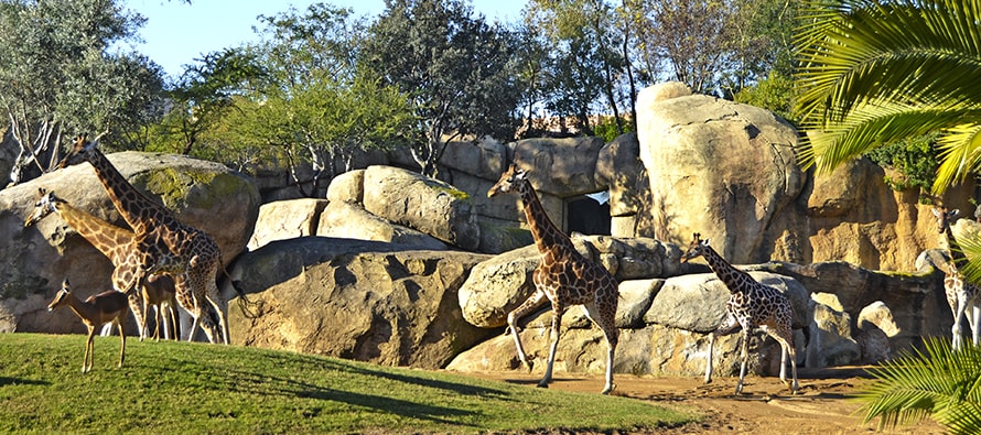 Dos jirafas se trasladan desde BIOPARC Valencia a Córdoba, uno de los transportes de animales más complicados