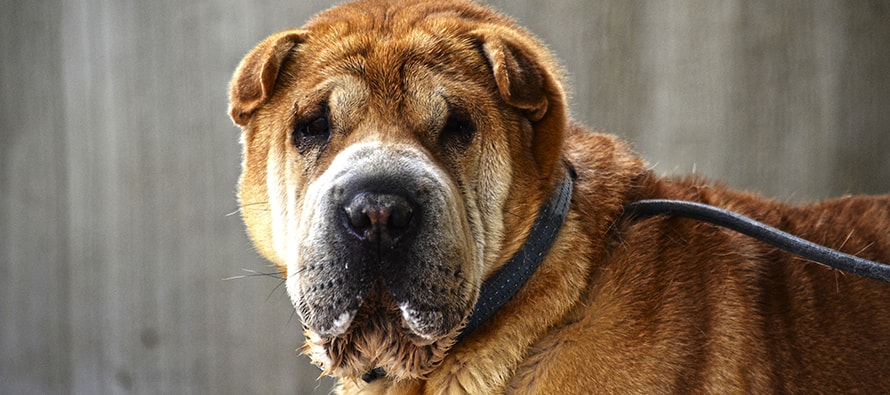 Este domingo a las 12h el desfile pre-navideño para adoptar perros abandonados de A.U.P.A y BIOPARC
