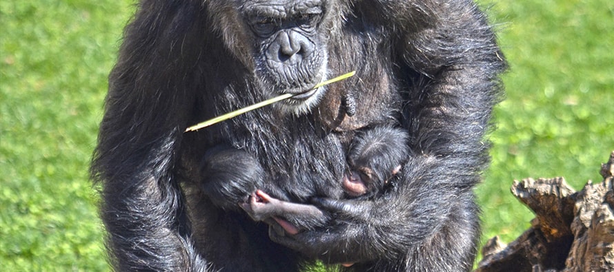 Este fin de semana BIOPARC Valencia celebra el 11º aniversario y comienzan a salir los “bebés” mellizos de chimpancé