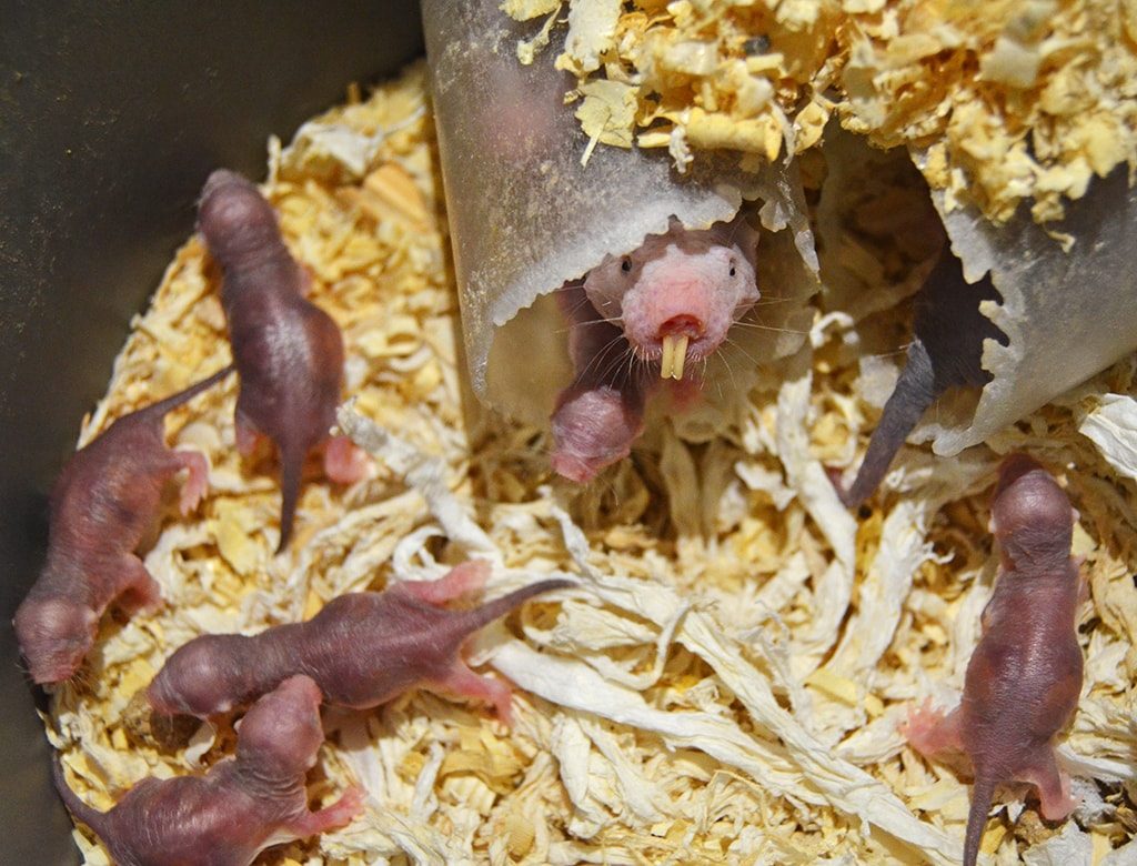 Nace en BIOPARC Valencia una camada de la rata con “el secreto de la eterna juventud”