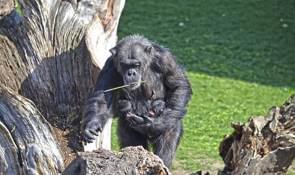 Este fin de semana BIOPARC Valencia celebra el 11º aniversario y comienzan a salir los “bebés” mellizos de chimpancé