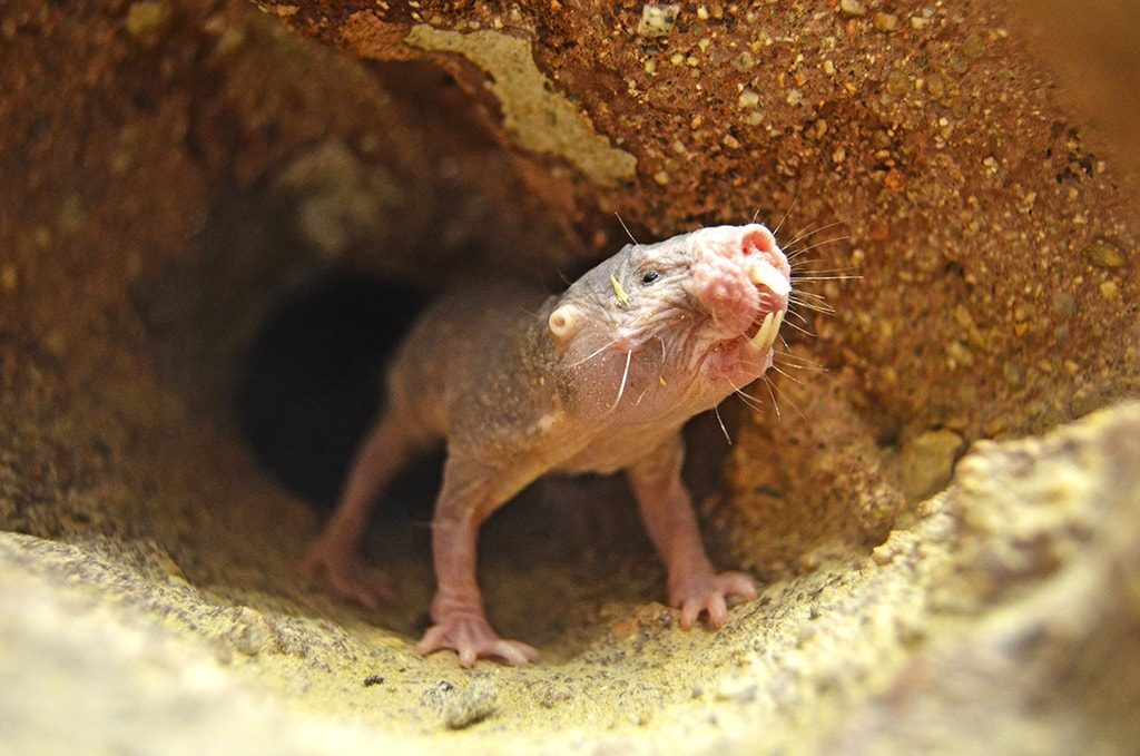 BIOPARC Valencia - rata topo desnuda o ratopín rasurado (Heterocephalus glaber)