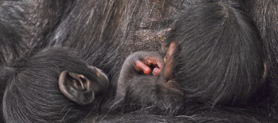 Excepcional nacimiento de mellizos de chimpancé en BIOPARC Valencia