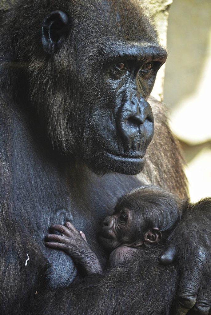El bebé gorila nacido en BIOPARC Valencia cumple una semana y es macho