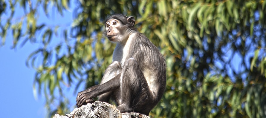 BIOPARC Valencia amplía el grupo de “monos de la raya en el ojo”