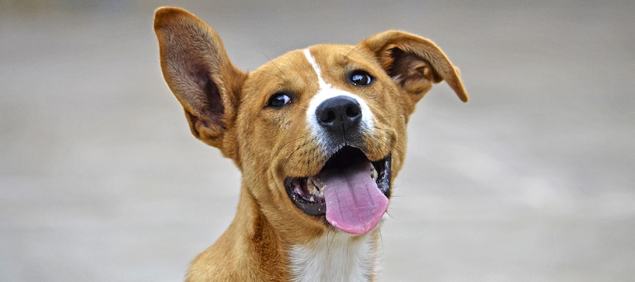 El Desfile de adopción de perros abandonados de A.U.P.A y BIOPARC será el domingo 19 de mayo