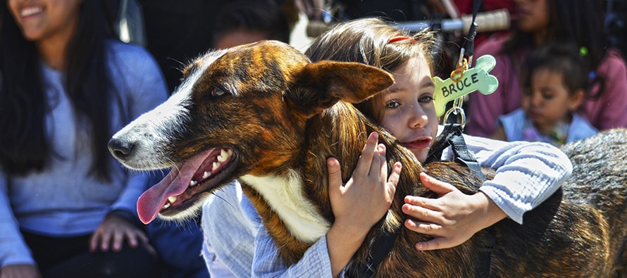 Éxito de asistencia en el Desfile de perros abandonados AUPA-BIOPARC para reescribir la vida de muchos canes