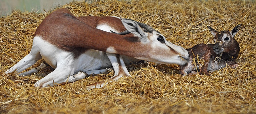 Nacimiento en directo en BIOPARC Valencia de una gacela Mhorr, especie extinta en la naturaleza