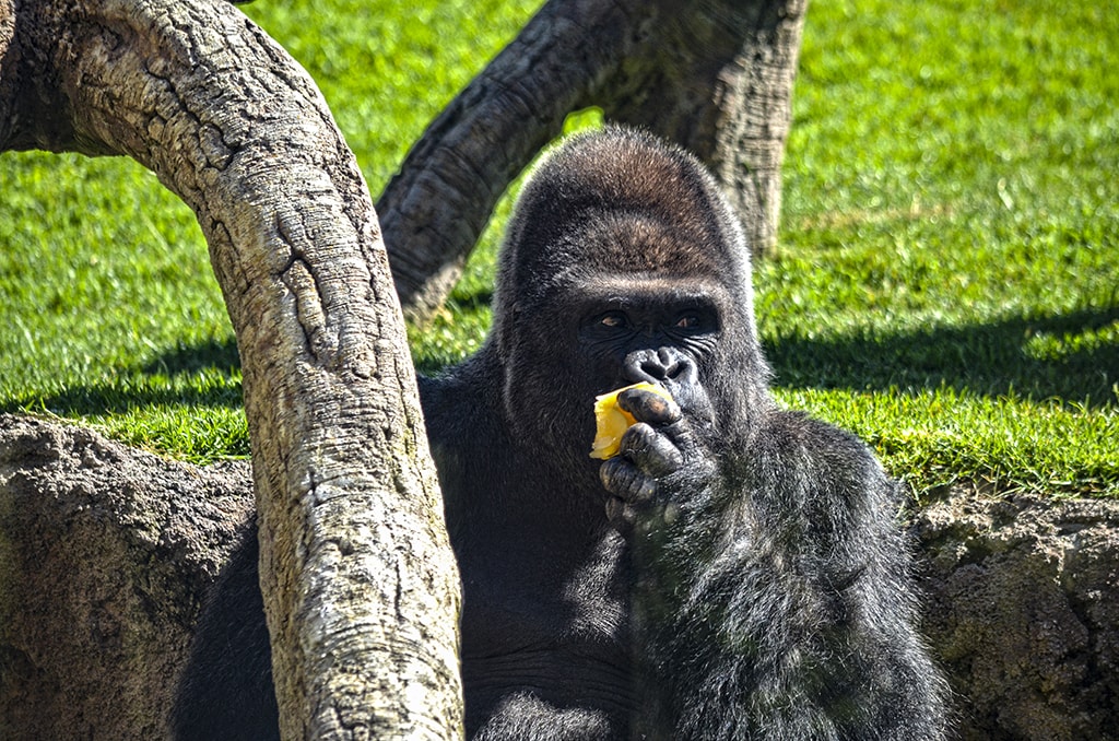 Helados en BIOPARC Valencia - El gorila Mambie 