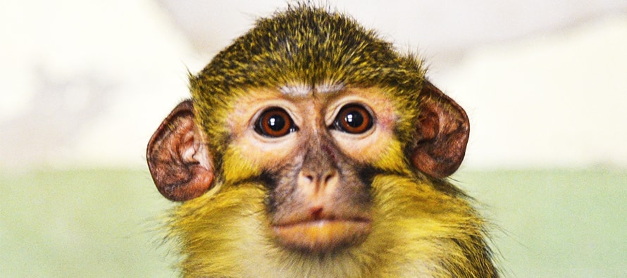 BIOPARC Valencia acoge un nuevo grupo del mono más pequeño de África, víctima del tráfico ilegal como mascotas