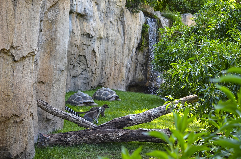 Tortugas gigantes de Aldabra y lemures - BIOPARC Valencia 2019