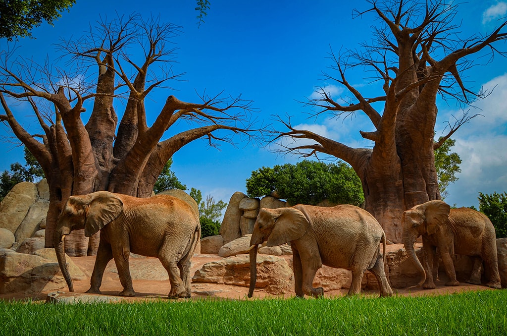 Elefantes en BIOPARC Valencia - agosto 2019