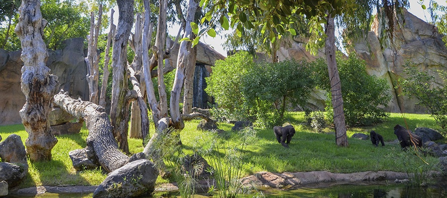 Familia de gorilas en el nuevo recinto - BIOPARC Valencia