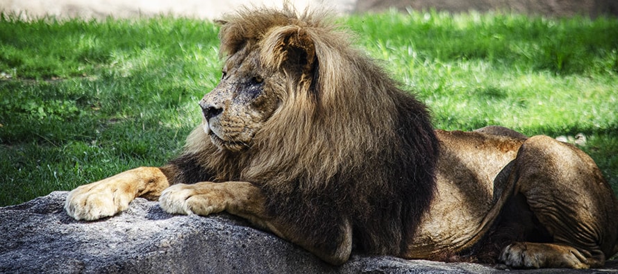 BIOPARC Valencia conmemora el Día Mundial del León alertando de su extinción silenciosa”