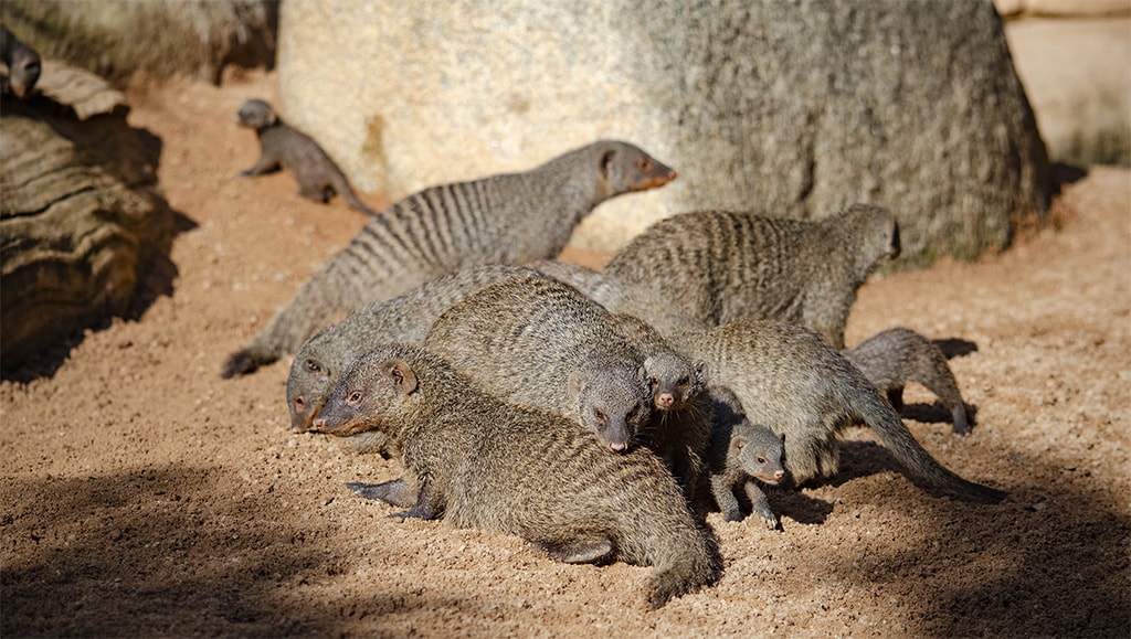 Nacen cuatro crías de mangosta rayada en BIOPARC Valencia