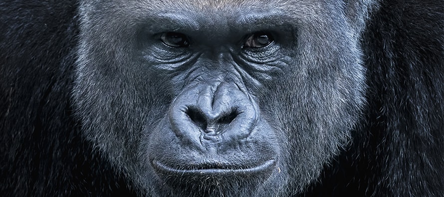 Exposición fotográfica “Instantáneas de los gorilas” en BIOPARC Valencia