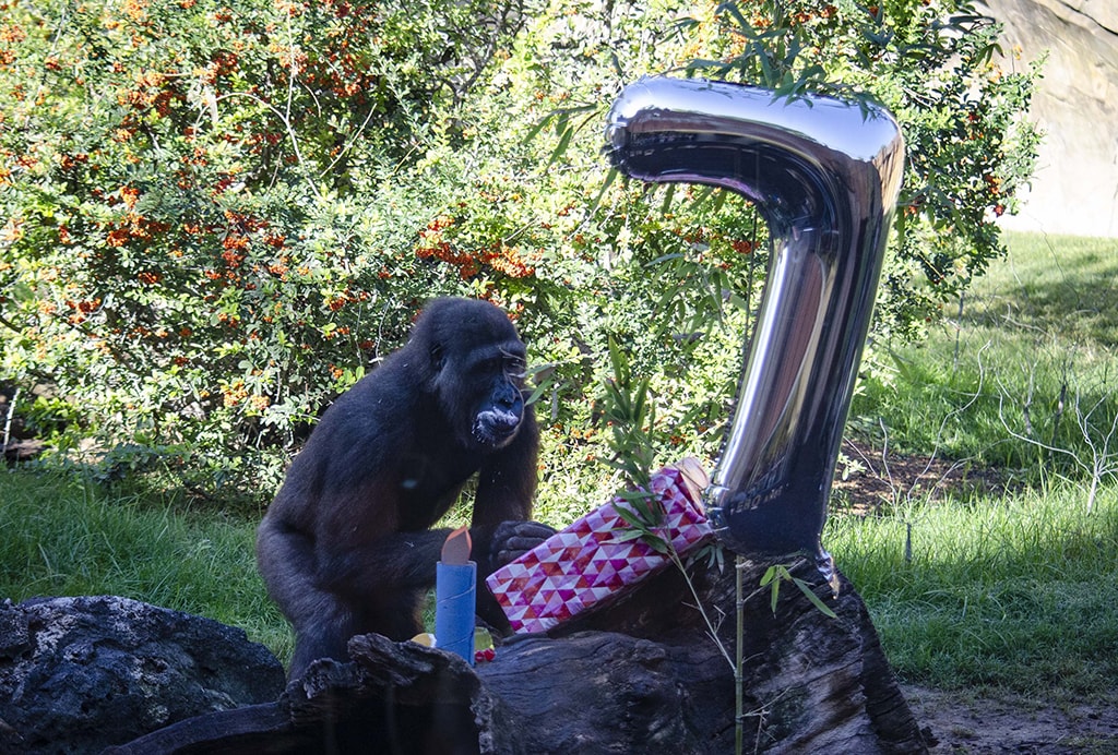 BIOPARC Valencia celebra el 7 aniversario del gorila Ebo con su familia y los visitantes