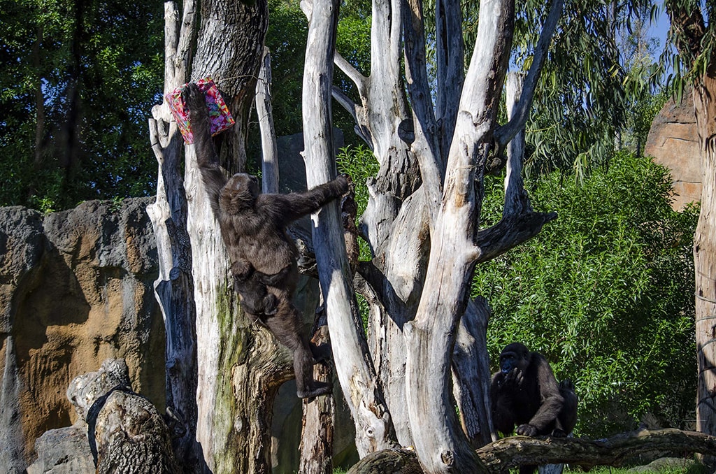 BIOPARC celebra el 7 aniversario del gorila Ebo con su familia y los visitantes