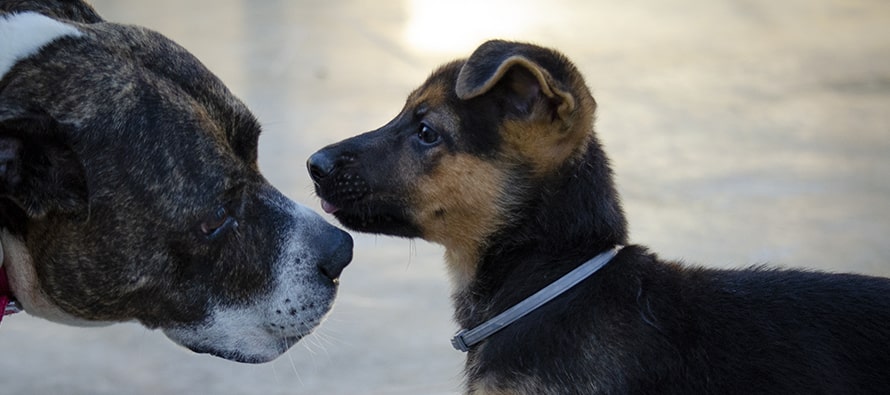 El 15º Desfile para adoptar perros abandonados de A.U.P.A y Fundación BIOPARC será el 15 de diciembre