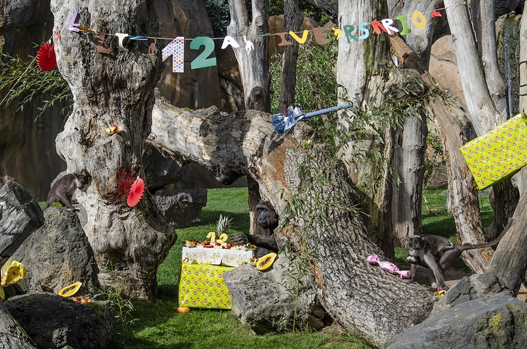 Gorilas y mangabeys en el 12 aniversario de BIOPARC Valencia