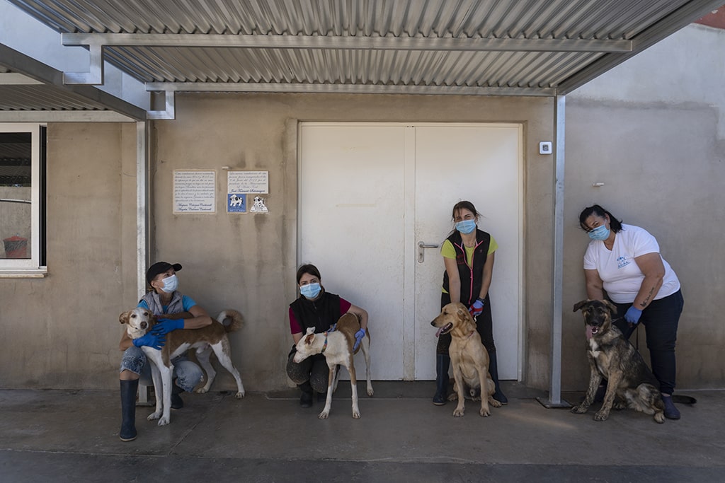 Desfile virtual de perros abandonados AUPA y BIOPARC