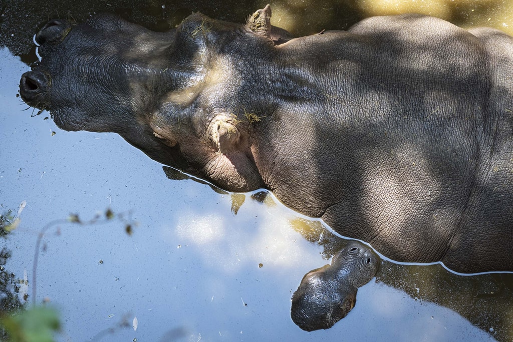 Hipopótamo con su cría