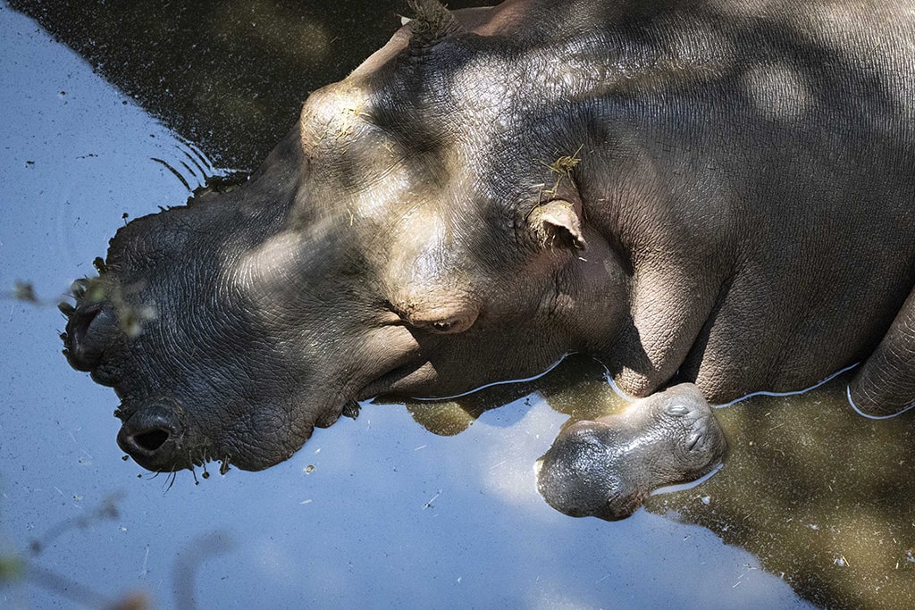 Madre y cría de hipopótamo en BIOPARC Valencia