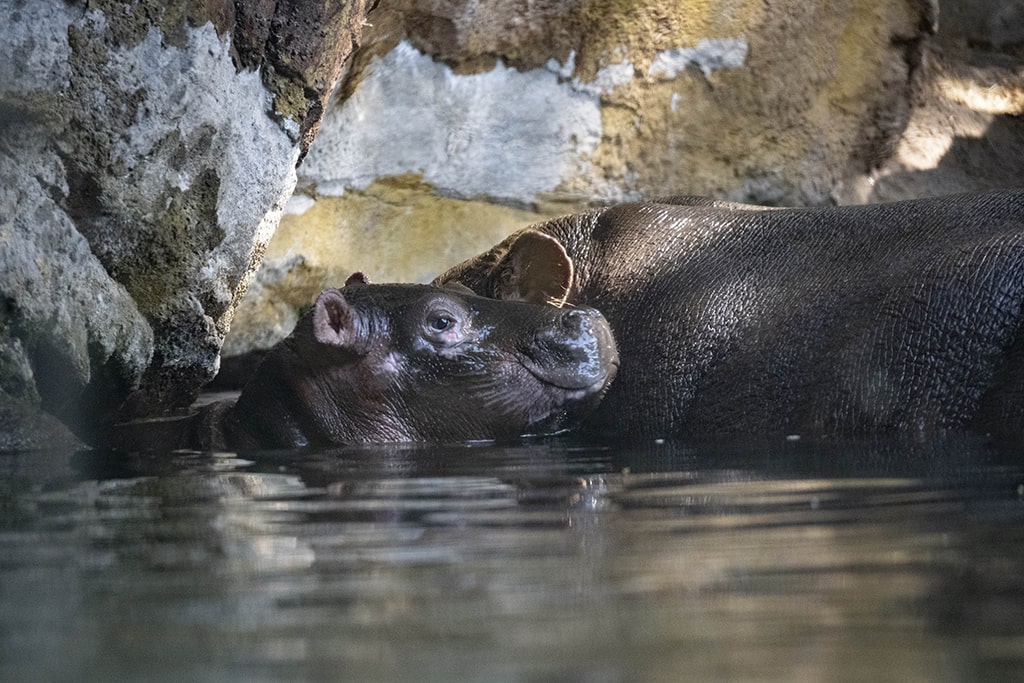 El bebé hipopótamo de BIOPARC Valencia se llamará Gori