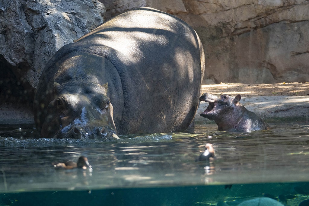 El bebé hipopótamo Gori junto a su madre en BIOPARC Valencia
