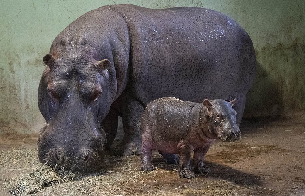 El bebé hipopótamo de BIOPARC Valencia evoluciona positivamente y comienza a dar sus primeros pasos