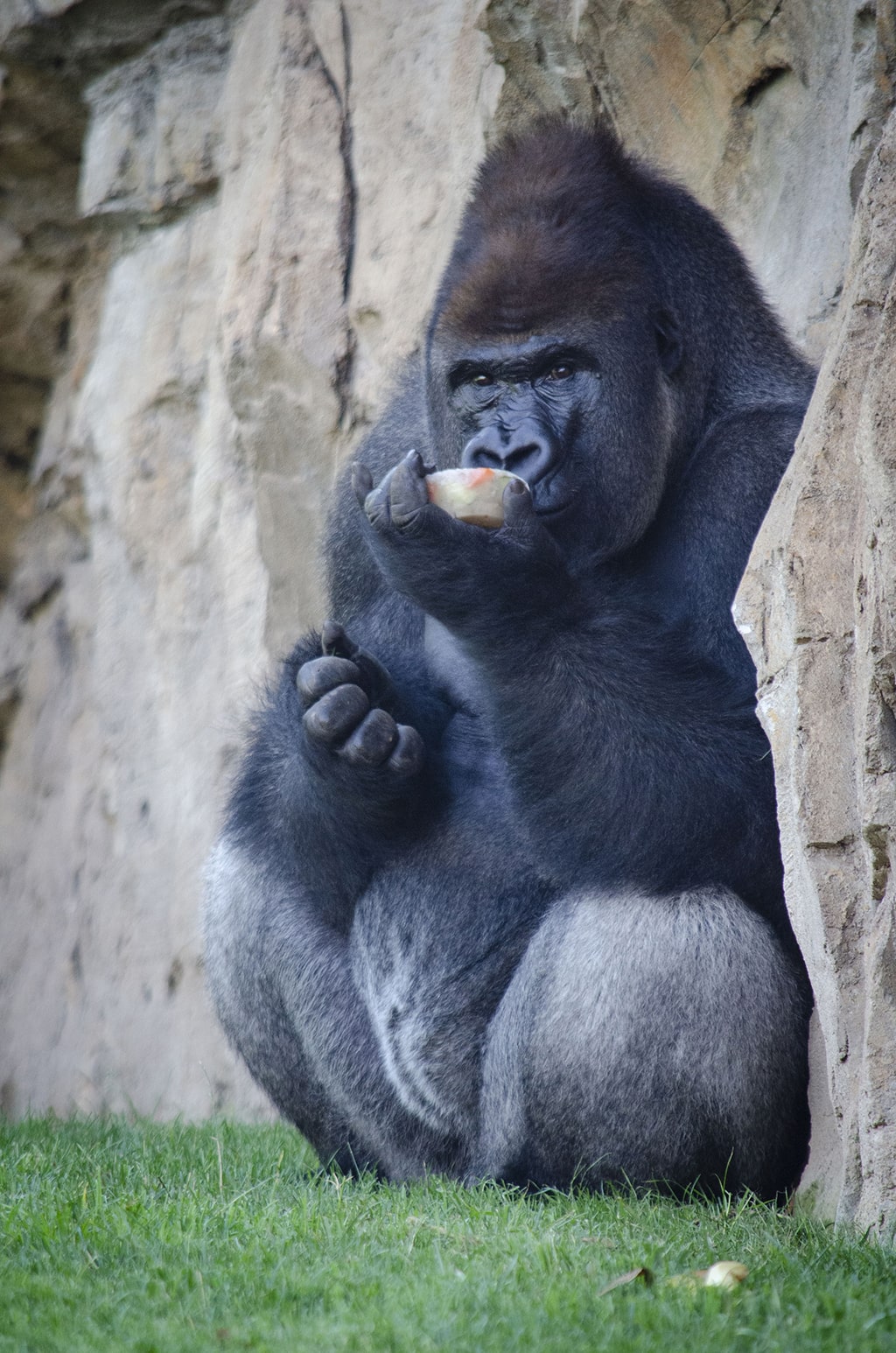 Gorila disfrutando un helado en BIOPARC Valencia