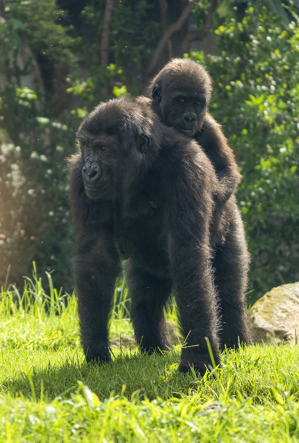 La gorila Virunga llevando a su hermano en BIOPARC Valencia