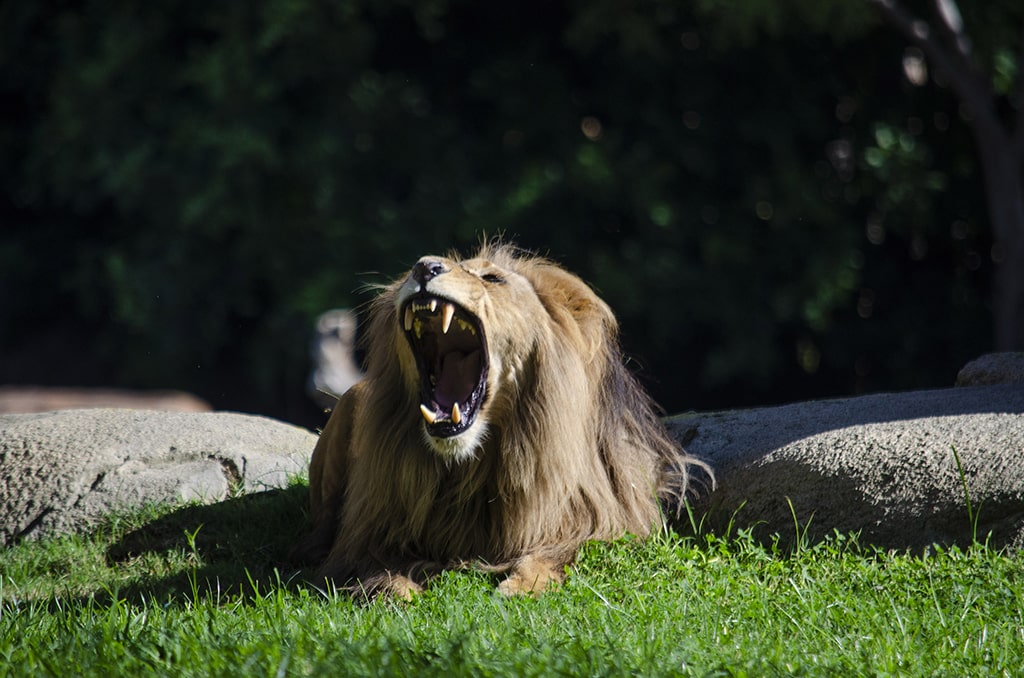 El joven león de Angola Panthera leo bleyenberghi en BIOPARC Valencia