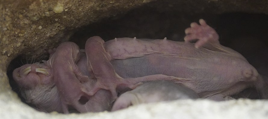Camada de ratas topo mamando de su progenitora en BIOPARC Valencia
