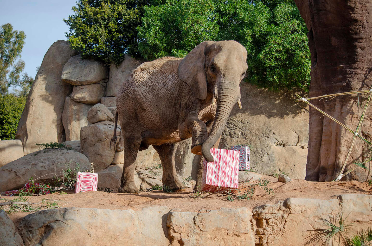 Elefante con los regalos de Papá Noel en BIOPARC Valencia 2020