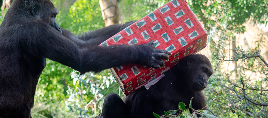 Gorilas con los regalos de Papa Noel BIOPARC Valencia navidad 2020