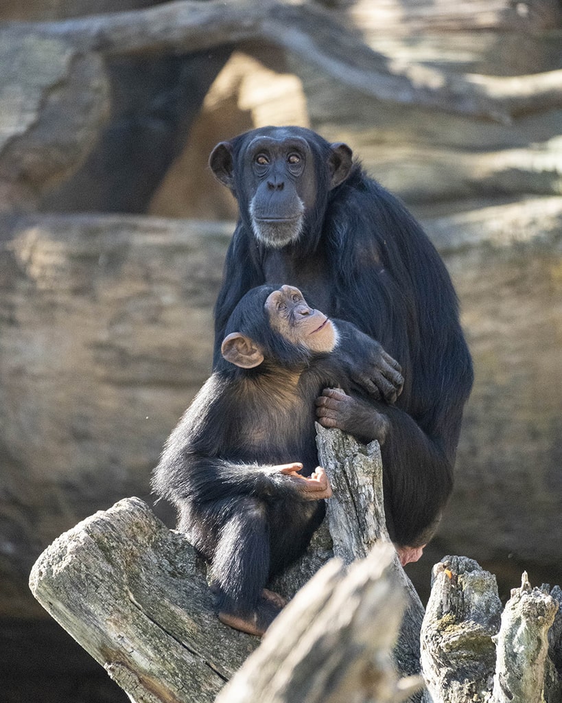 El bebe chimpancé adoptado junto a una de las hembras del grupo de BIOPARC Valencia