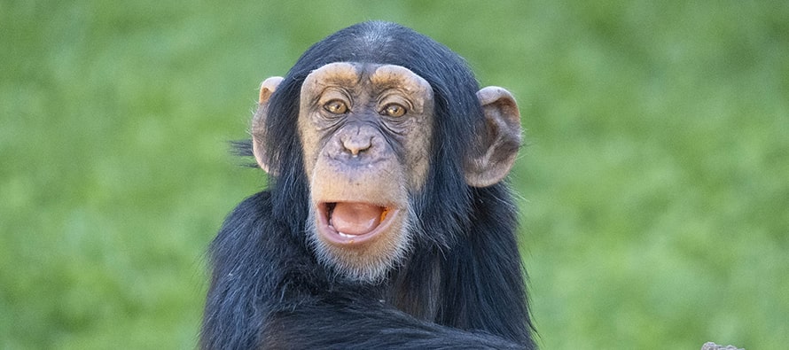 Djibril, el bebé chimpancé “adoptado” de BIOPARC, cumple 2 años