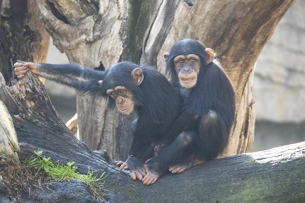 El bebe chimpancé adoptado Djibril y su hermano Coco