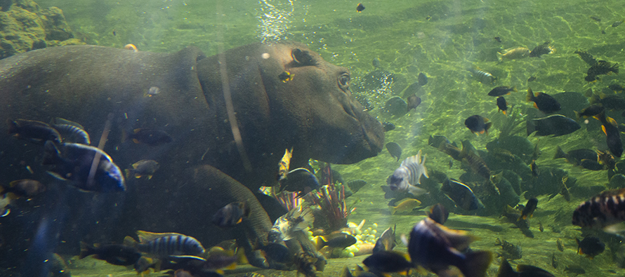 El hipopótamo Gori celebra su primer cumpleaños en BIOPARC Valencia
