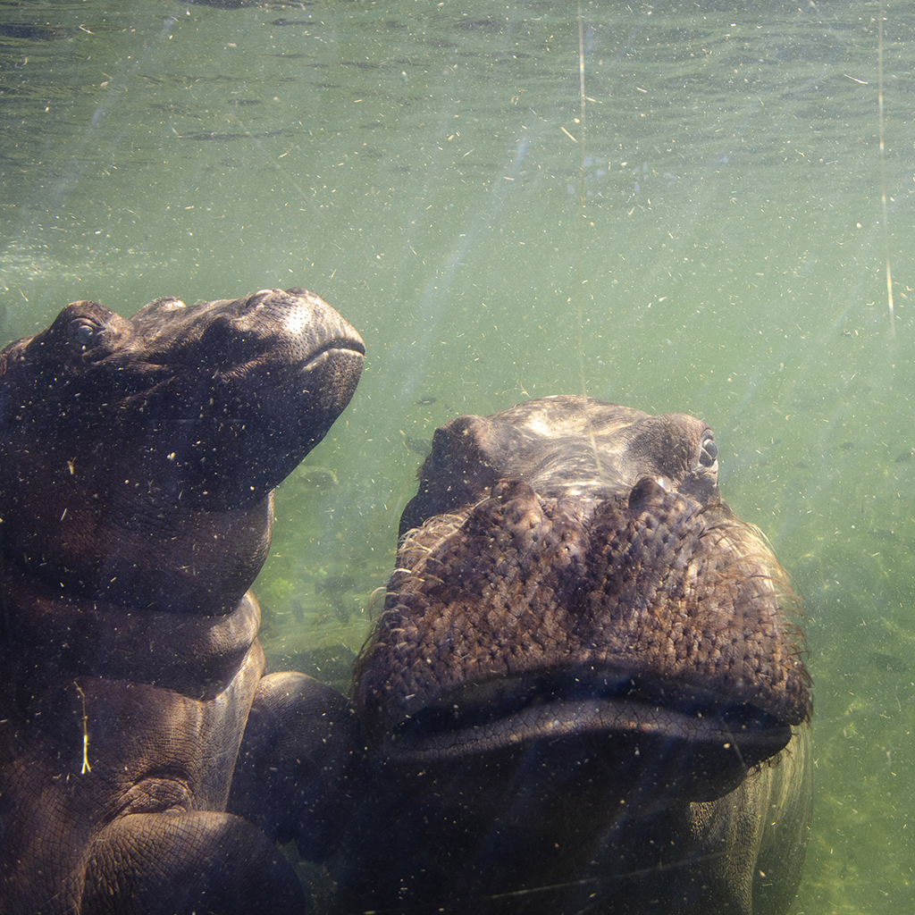 El hipopótamo Gori junto a su madre en BIOPARC Valencia