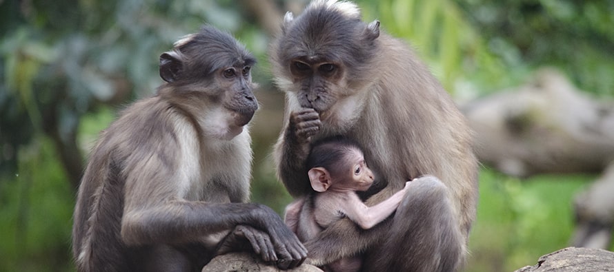 BIOPARC Valencia conmemora el Día del Medio Ambiente con el nacimiento de un primate en grave peligro de extinción