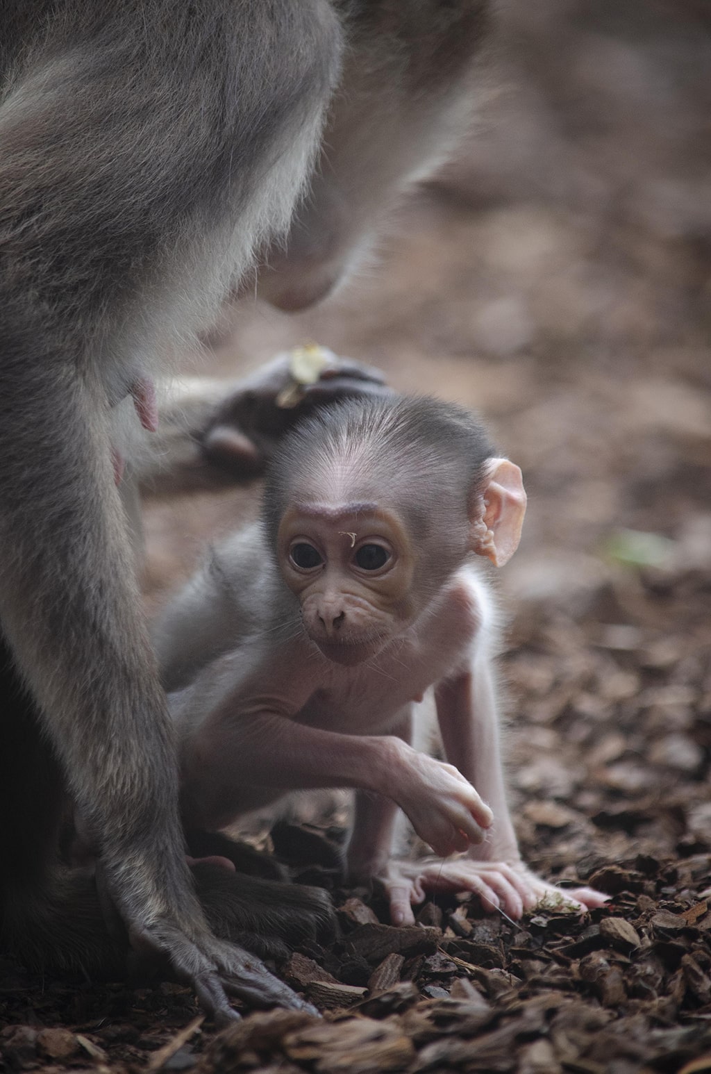 BIOPARC Valencia conmemora el Día del Medio Ambiente con el nacimiento de un primate en grave peligro de extinción